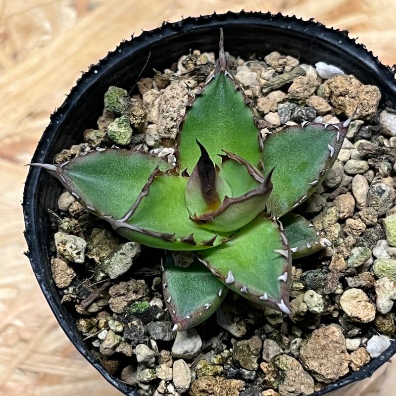 アガベ ホリダ 実生 | GREEN LUCK