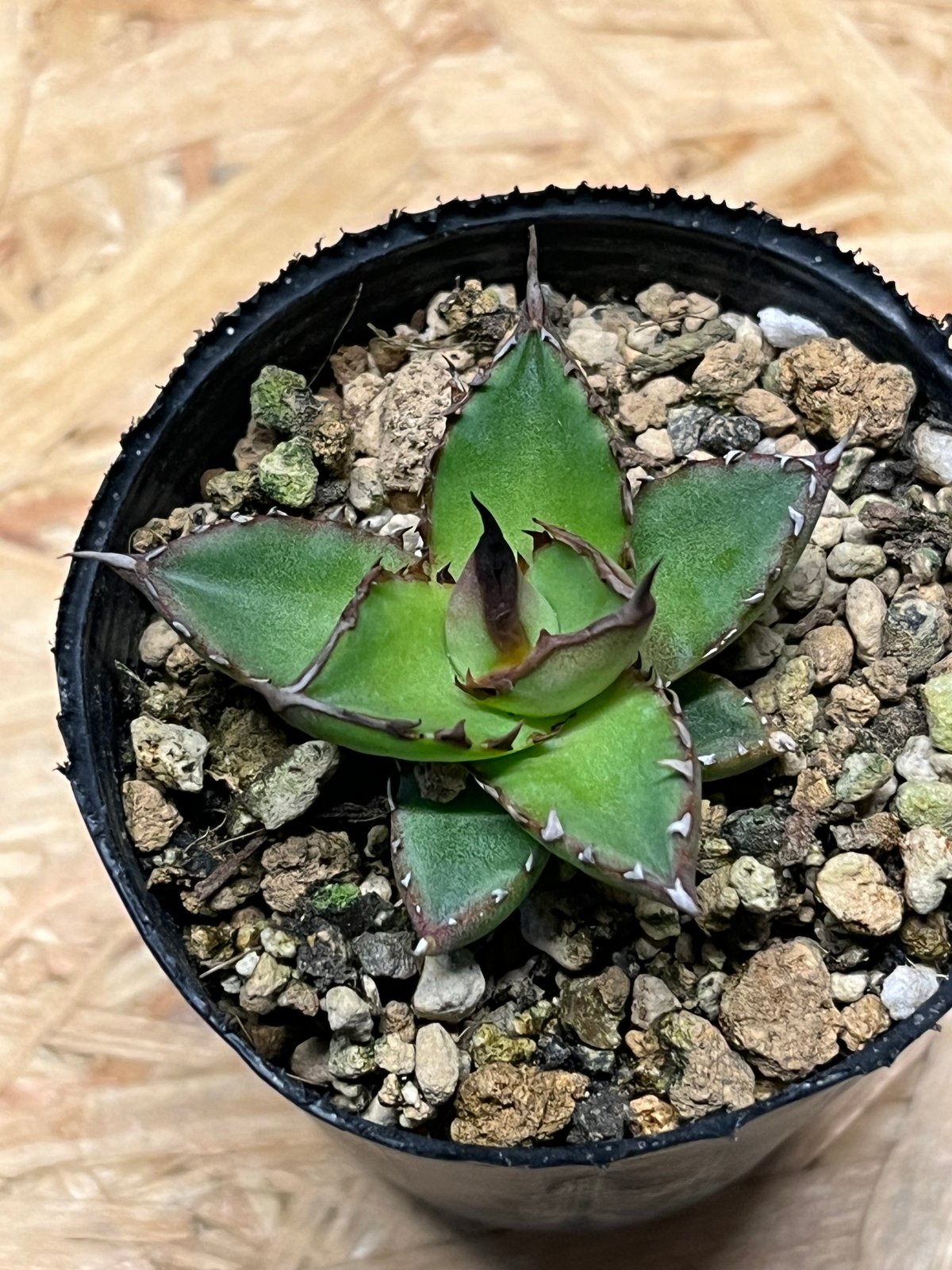 アガベ　ホリダ　実生　まとめ売り アガベ ホリダ 実生 | GREEN LUCK