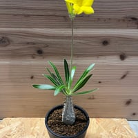 キルタンサス スピラリス | GREEN LUCK