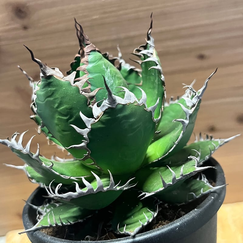 アガベ・ホリダ　ライムグリーン　希少 ライムグリーン色になってきた、アガベ・ホリダさん。｜園芸日記