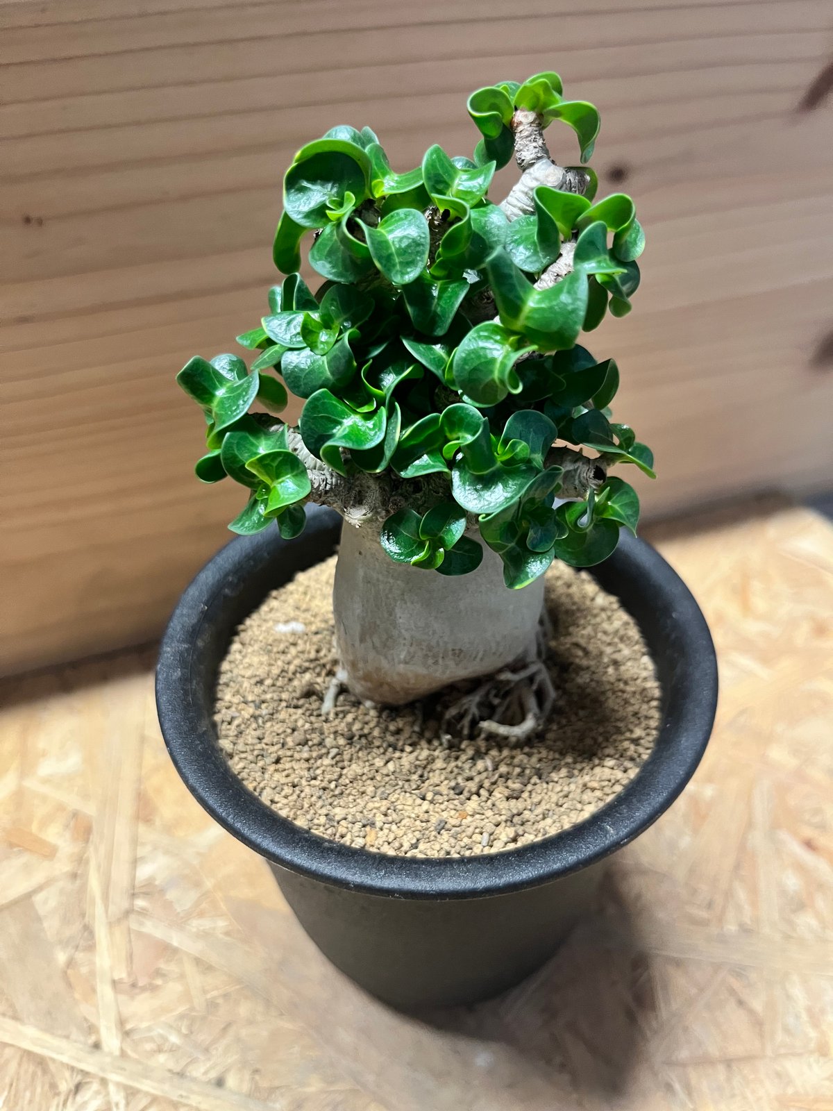 アデニウム　アラビカム アデニウム アラビカム | GREEN LUCK