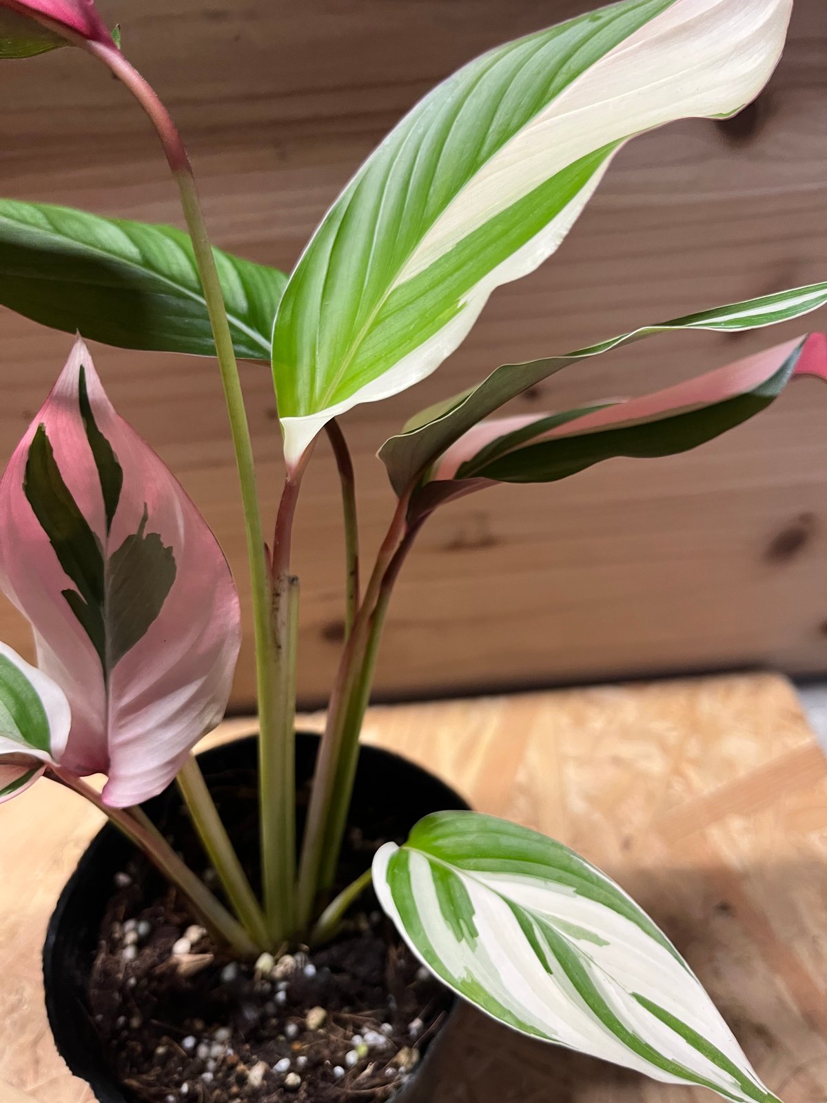 マランタ アルディナセア バリエガータ | GREEN LUCK