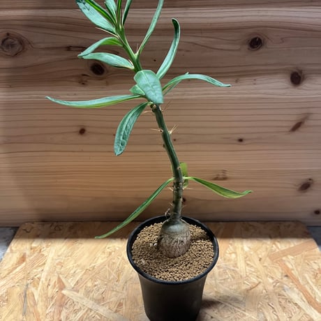 パキポディウムサキュレンタム | STORES