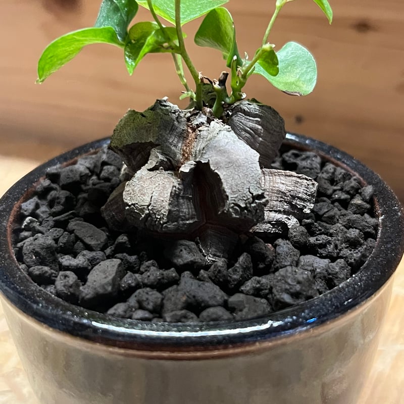 亀甲竜 ディオスコレア エレファンティペス | GREEN LUCK