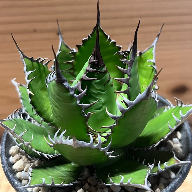 アガベ ホリダ | GREEN LUCK
