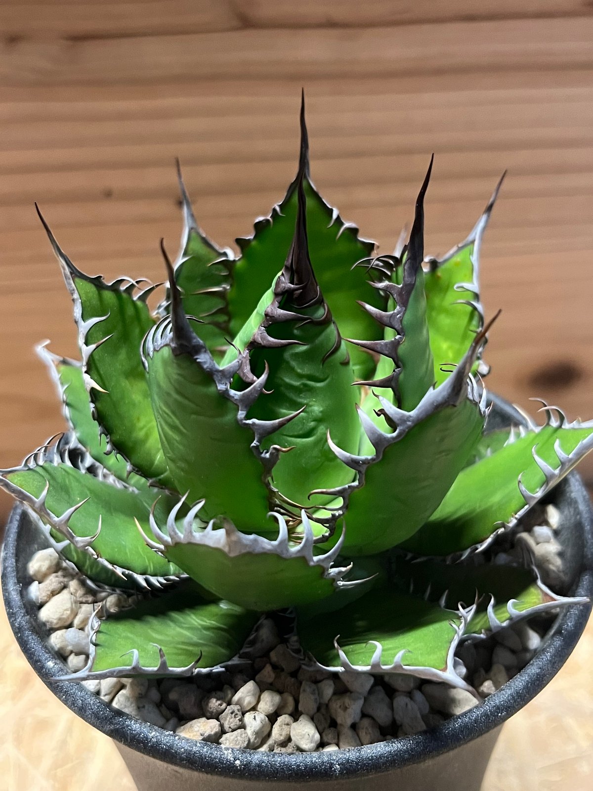 アガベ ホリダ | GREEN LUCK