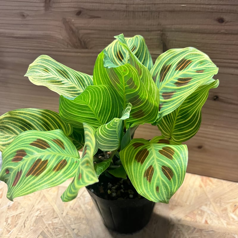 観葉植物 マランタ マランタ ライトベインズ | GREEN LUCK