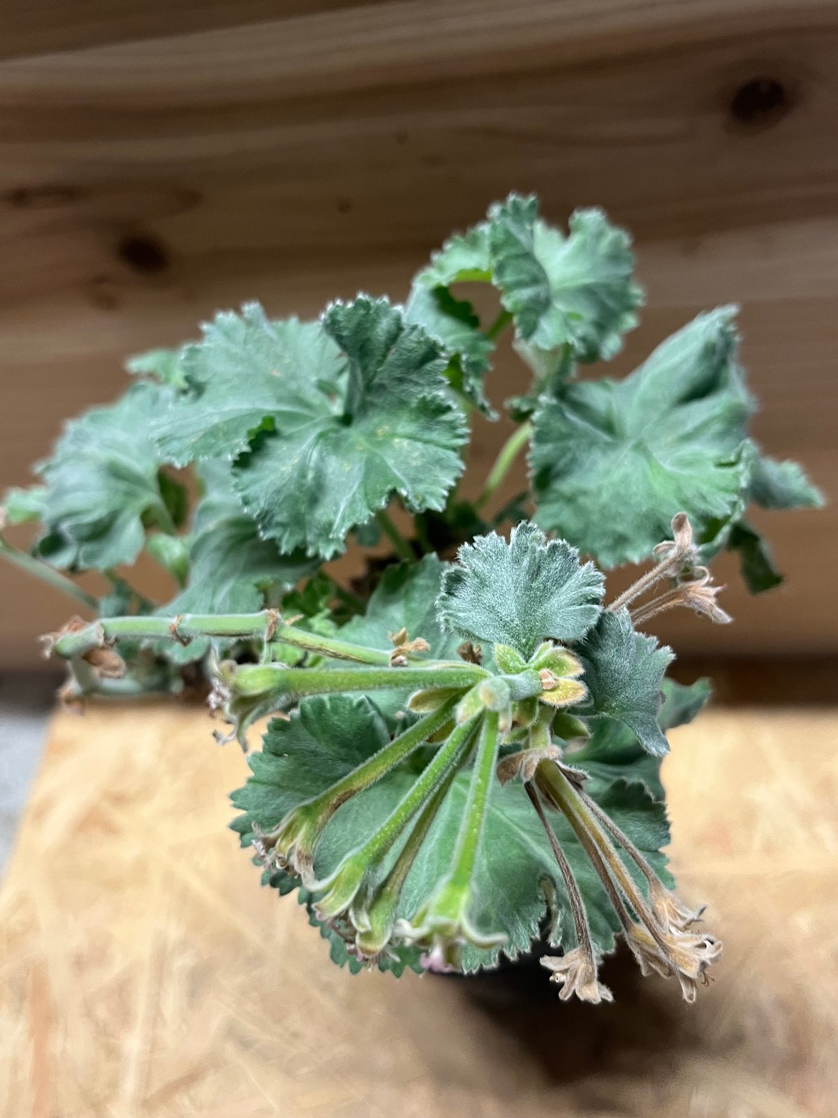 ペラルゴニウム ミラビレ | GREEN LUCK