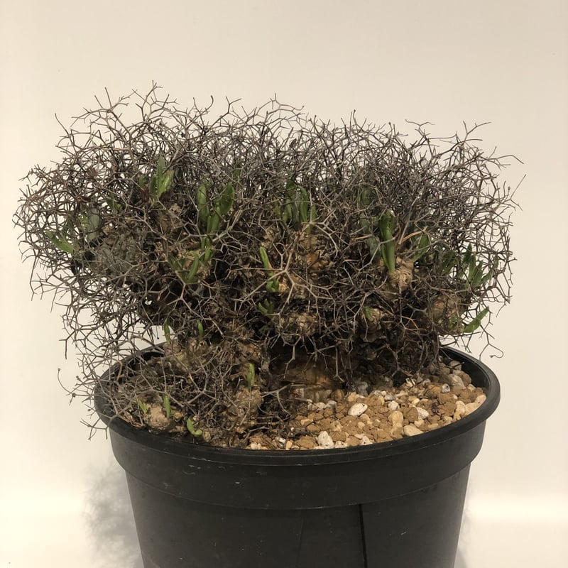 万物想　チレコドン・レティキュラーツス チレコドン レティキュラーツス 万物想 - 観葉植物・生花