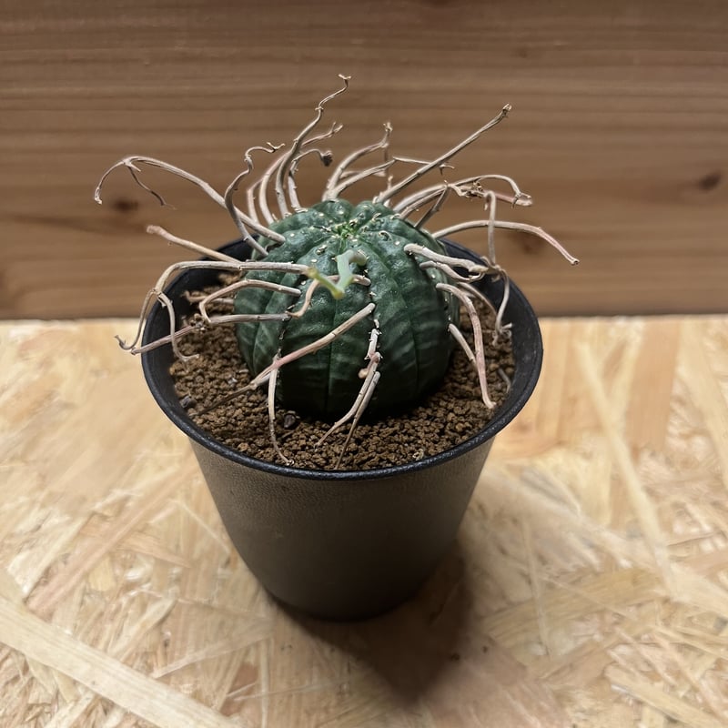 ユーフォルビア バリダ | GREEN LUCK