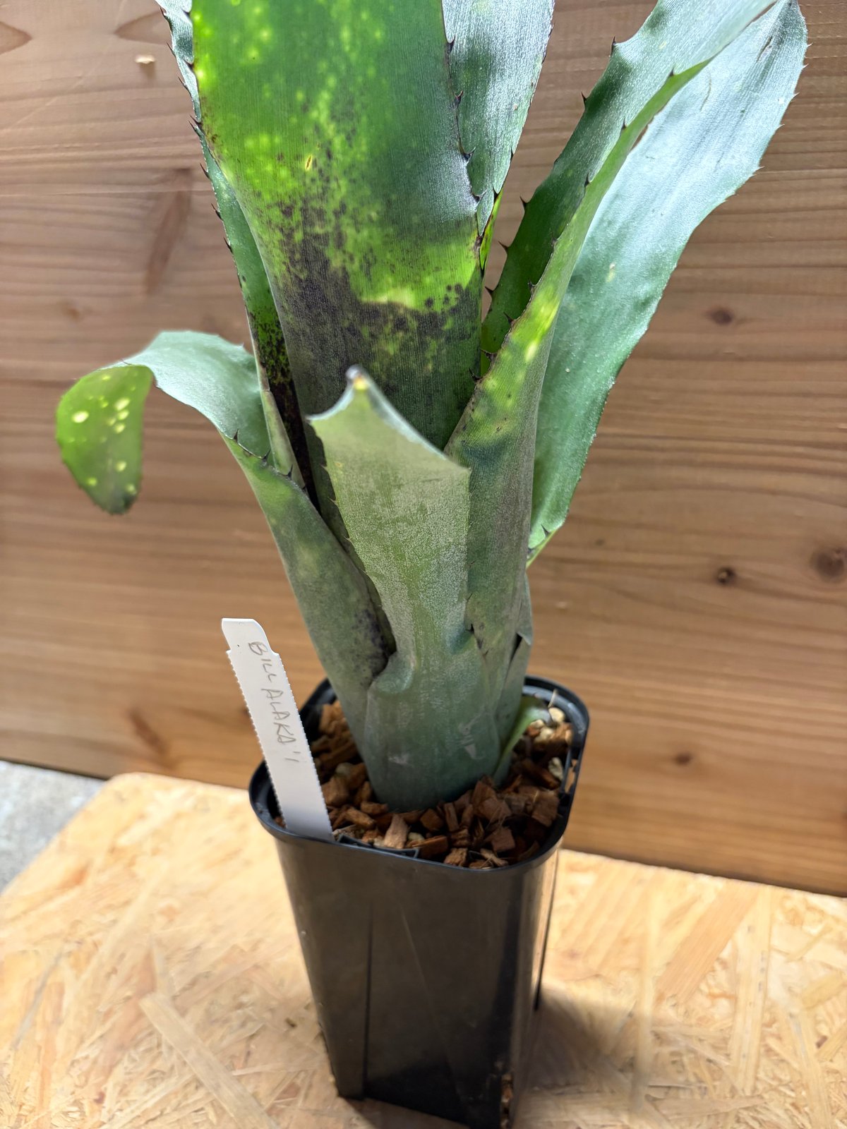 ビルベルギア 'アラカイ' | GREEN LUCK