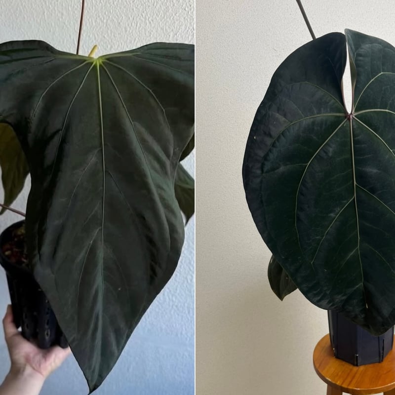 アンスリウム sp.nov DF×エースオブスペード | GREEN LUCK