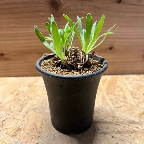 オトンナレトロルサ　現地株　発根済み オトンナレトロルサ 現地株 発根済み オトンナレトロルサ | STORES