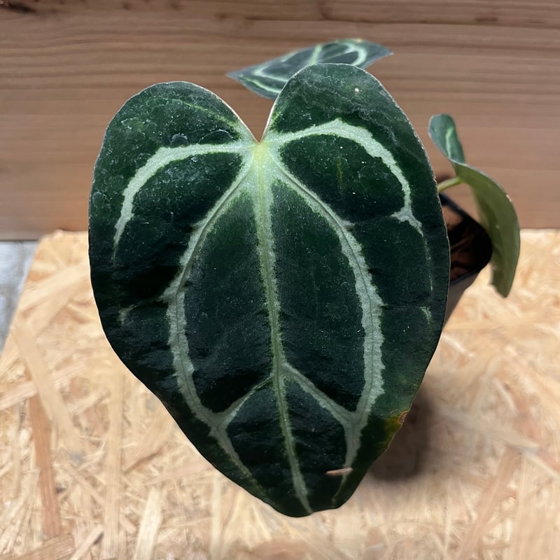 アンスリウムCarlablackiae×crystallinum 速達発送 アンスリウムCarlablackiae×crystallinum 速達発送 - メルカリ