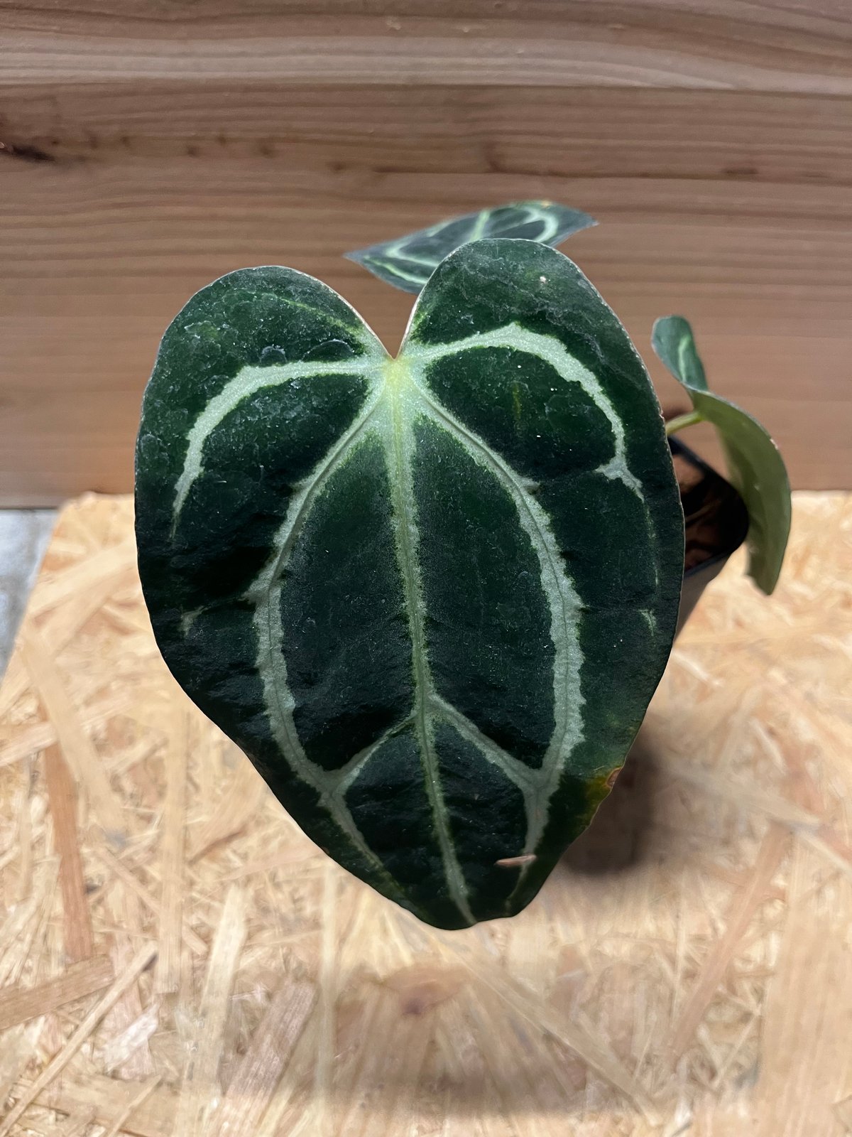 アンスリウム　カーラブラッキー アンスリウム カーラブラッキー 【コレクション放出】 Anthurium