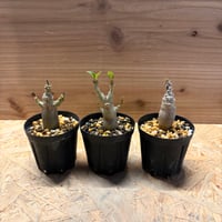パキポディウム　ウィンゾリー