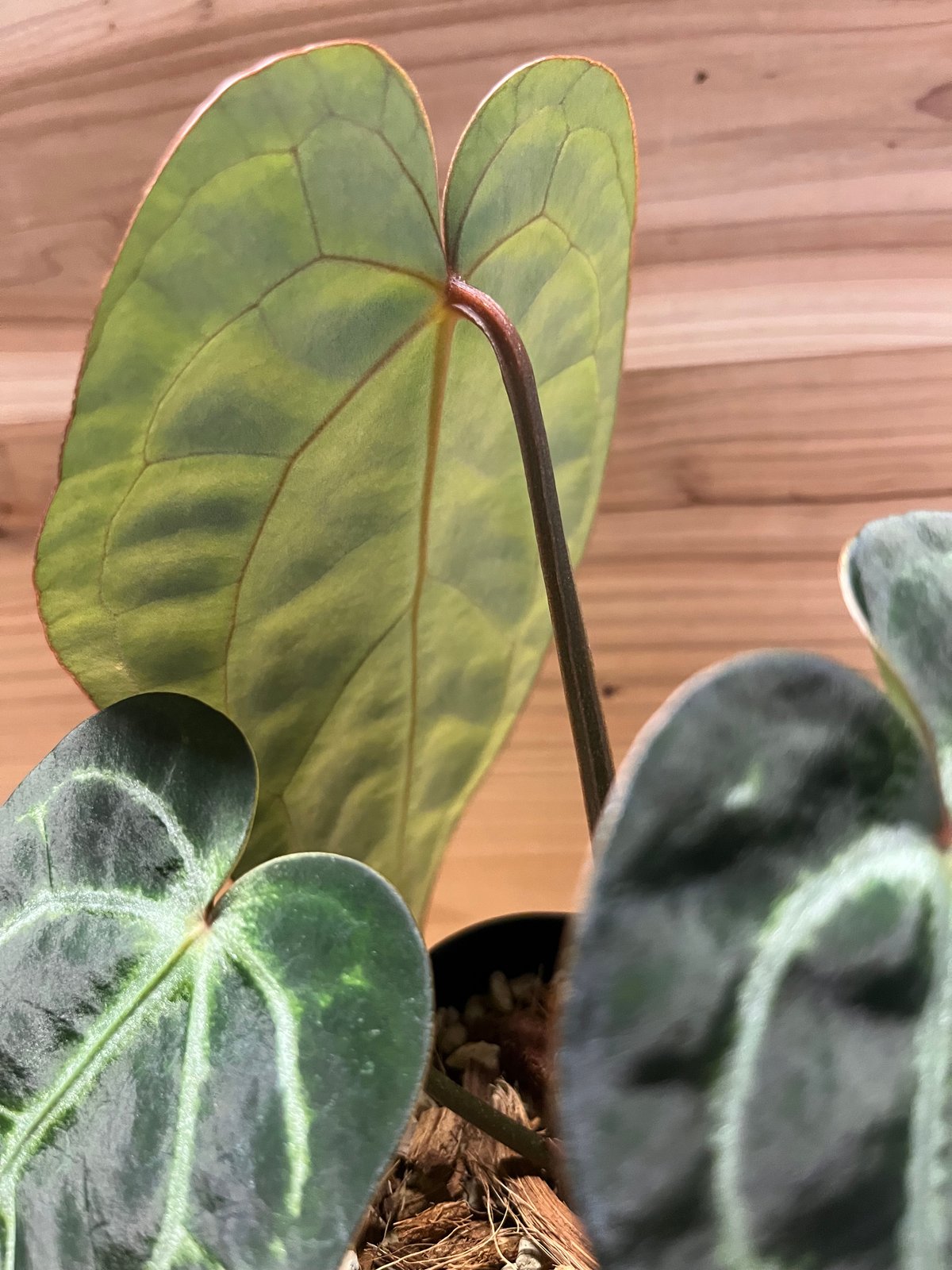 アンスリウム エンジェルズドリーム×Carlablackiae | GREEN LUCK