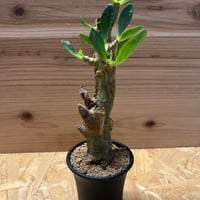 フォークイエリア コルムナリス 観峰玉×土京鉢 | GREEN LUCK