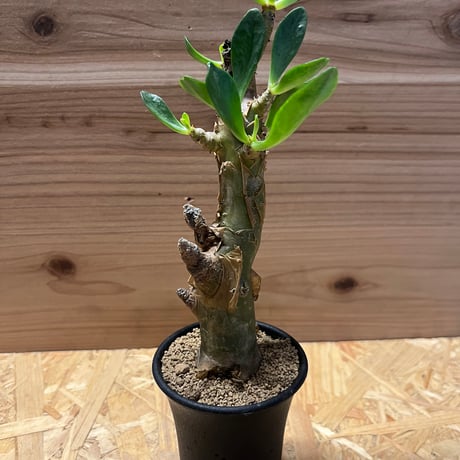 ☆チレコドン・パニクラーツス（阿房宮）☆ 阿房宮 | STORES