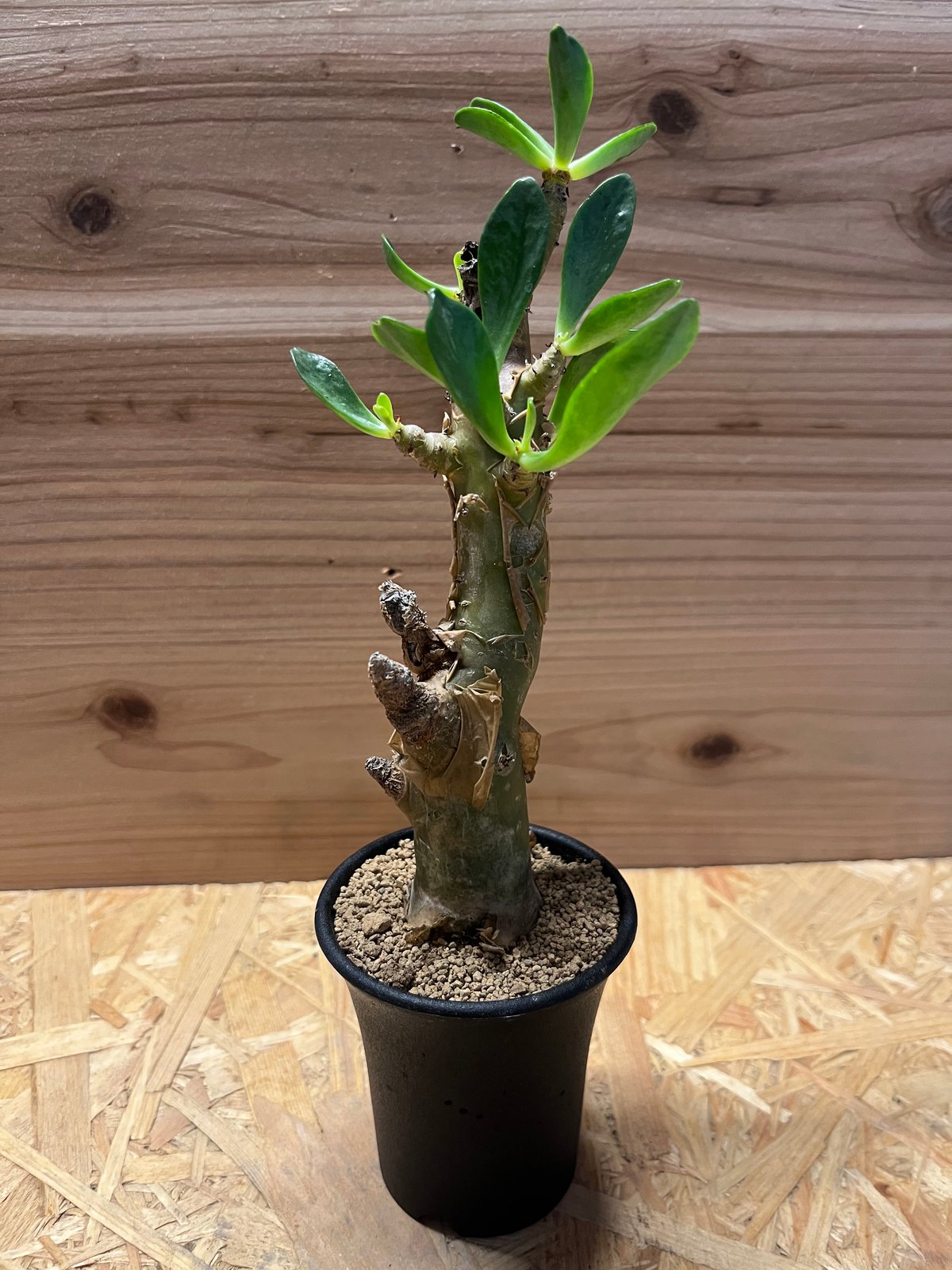 チレコドン パニクラータス　発根済み　現12 fit=scale-down,w=1200