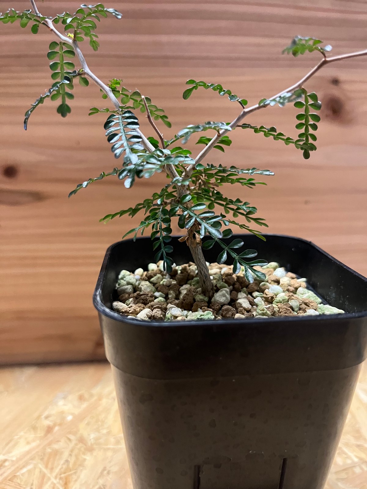 オペルクリカリア パキプス 実生 | GREEN LUCK