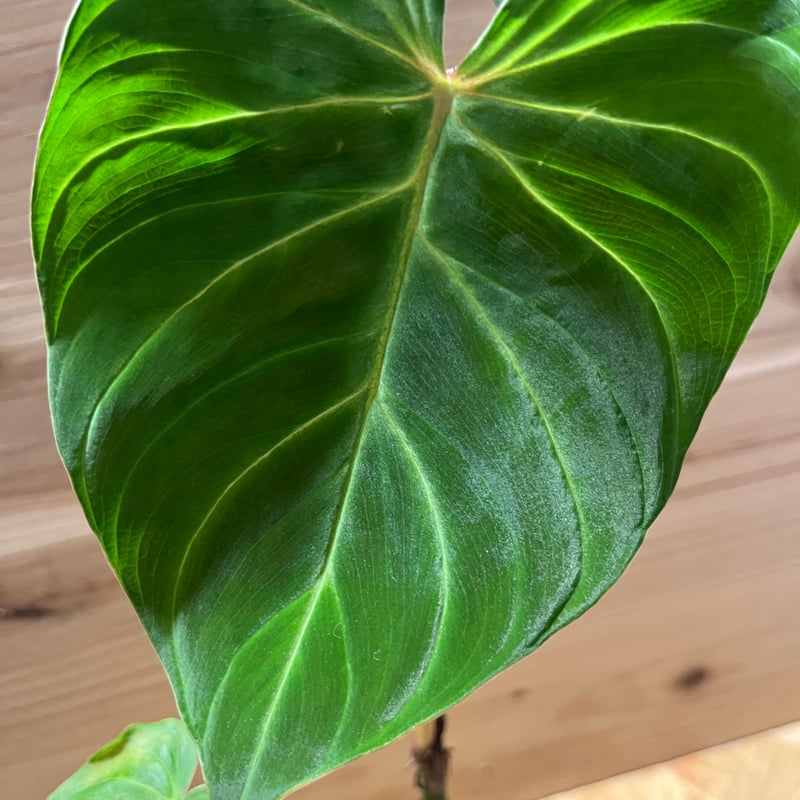 フィロデンドロン ベルコーサム J.C.L | GREEN LUCK