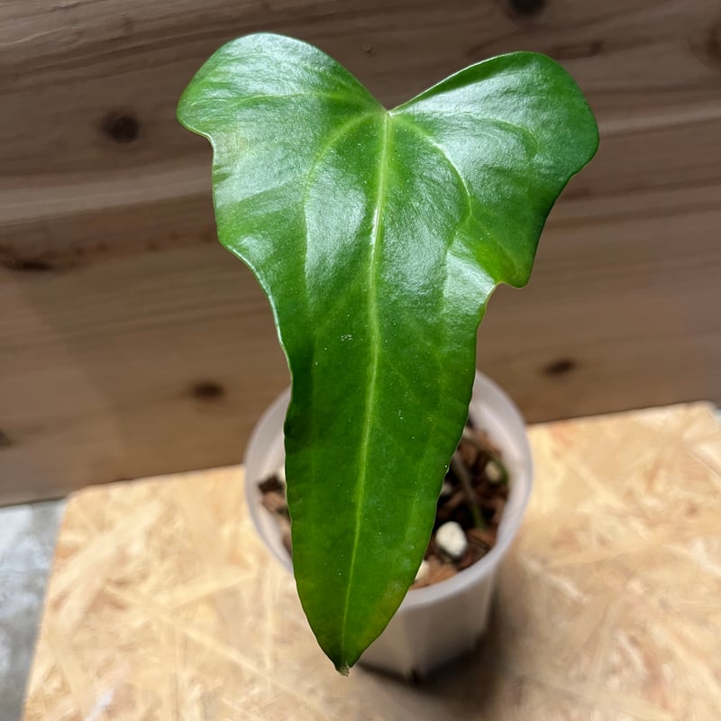 アンスリウム マクロロビウム | GREEN LUCK