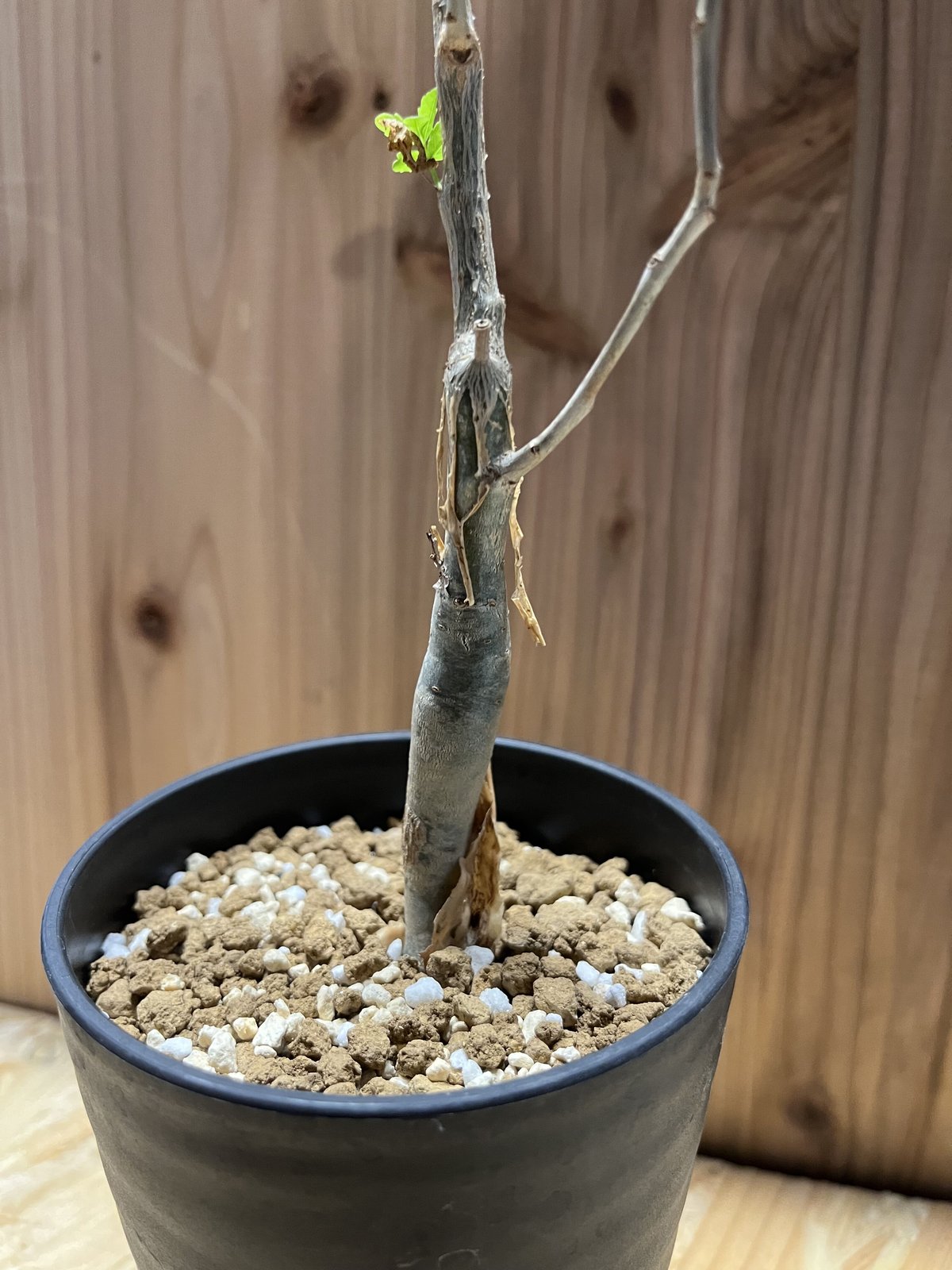 ブルセラ ファガロイデス | GREEN LUCK