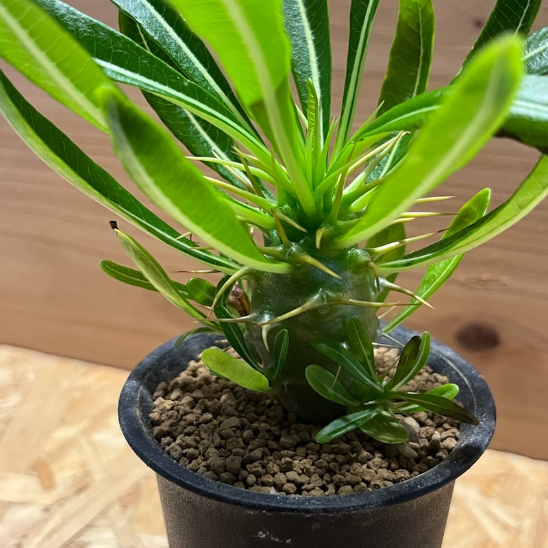 パキポディウム　アンボンゲンセ パキポディウム アンボンゲンセ | hanayoshi-botanical