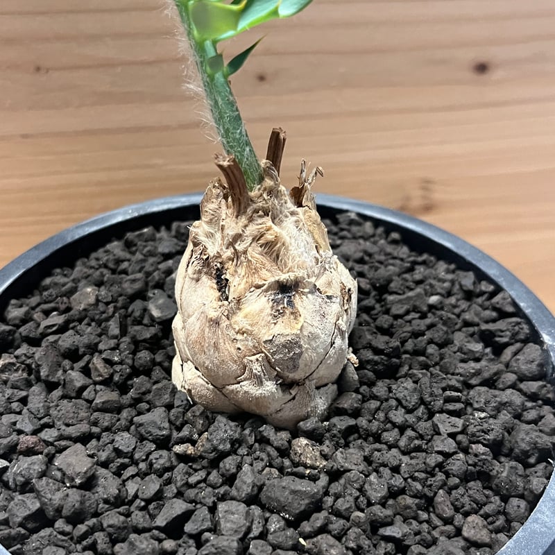 【南ア産・発根済】エンセファラルトス・ホリダス ｜ショートリーフ！No3-11 エンセファラルトス・ホリダス 03 Encephalartos horridus | Sun