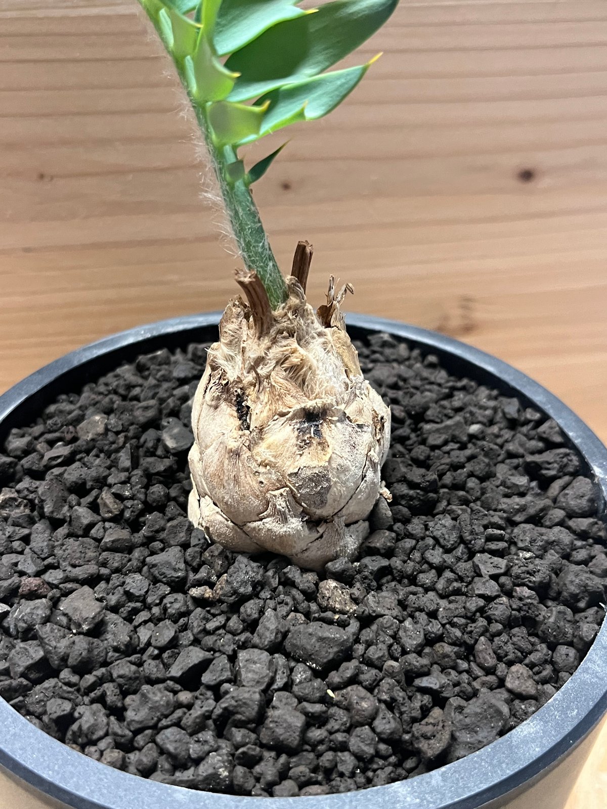 エンセファラルトス ホリダス | GREEN LUCK