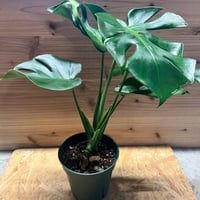 フィロデンドロン ポリポディオイデス | GREEN LUCK