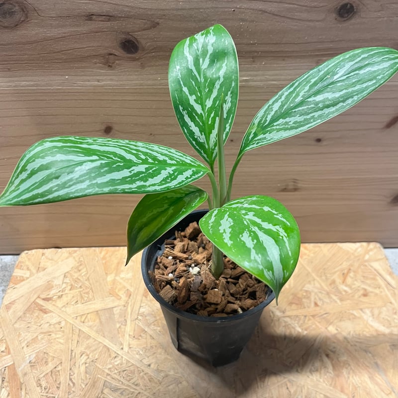 アグラオネマ ニティドゥム カーティシー | GREEN LUCK