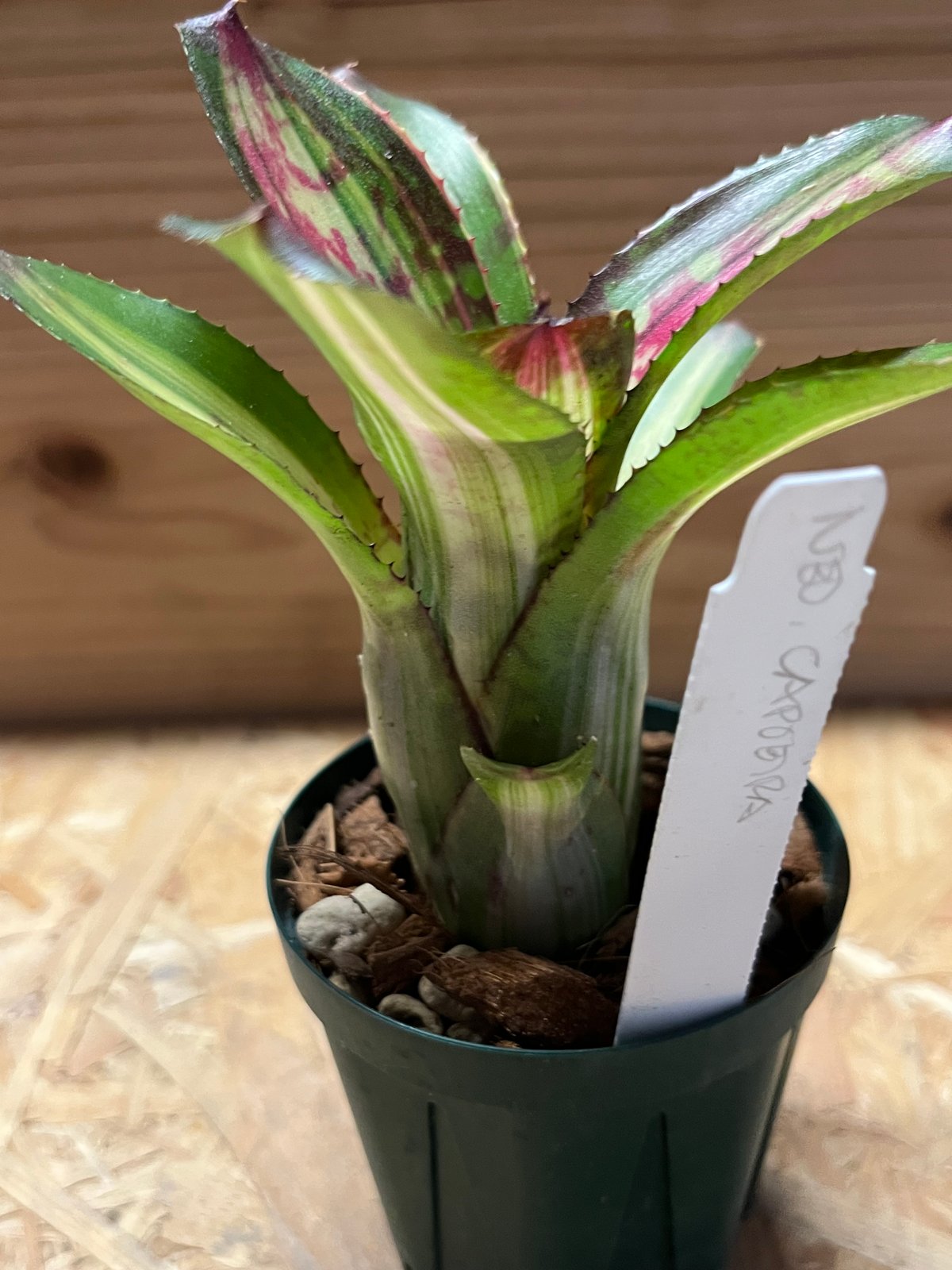 ネオレゲリア カポエイラ | GREEN LUCK