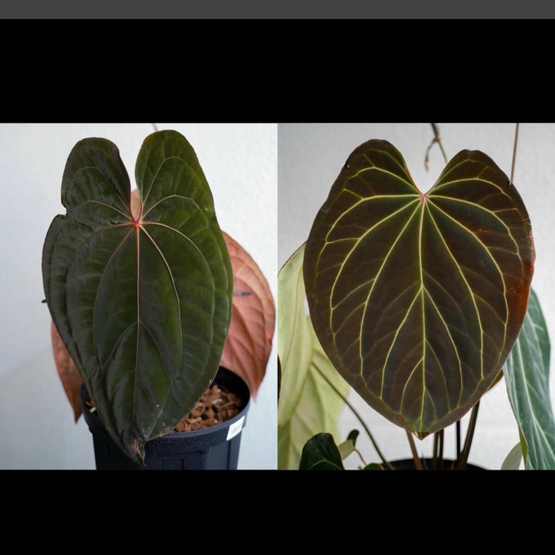 アンスリウム 斑入り レッドベインダークフェニックス アンスリウム