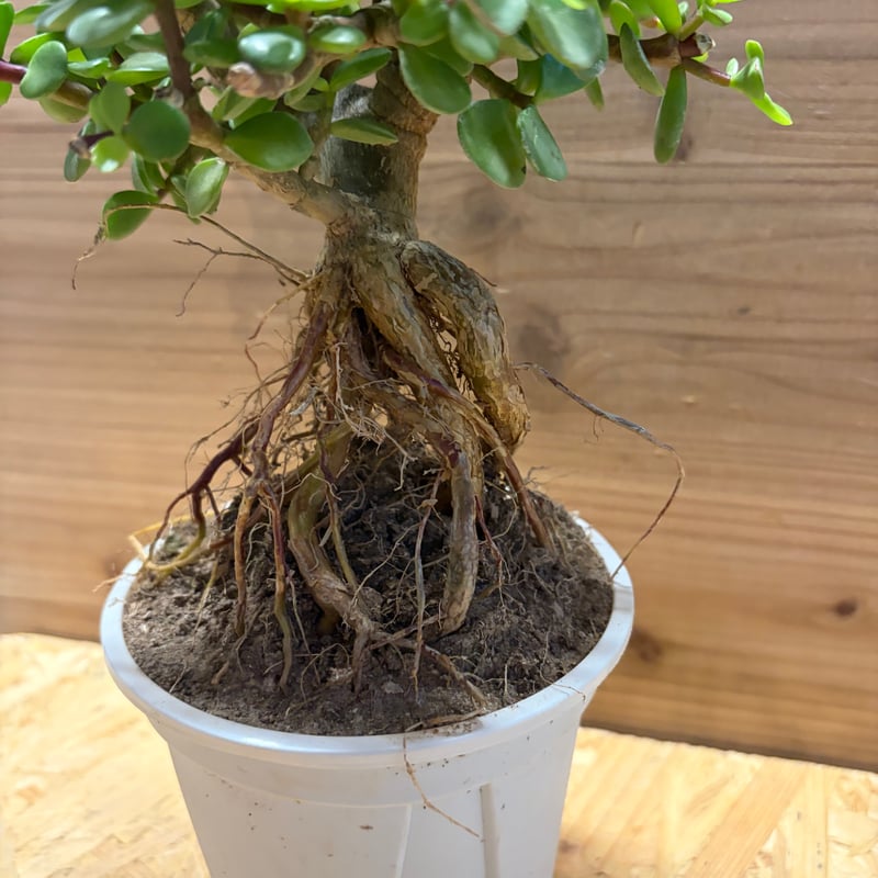 ポーチュラカリア アフラ | GREEN LUCK