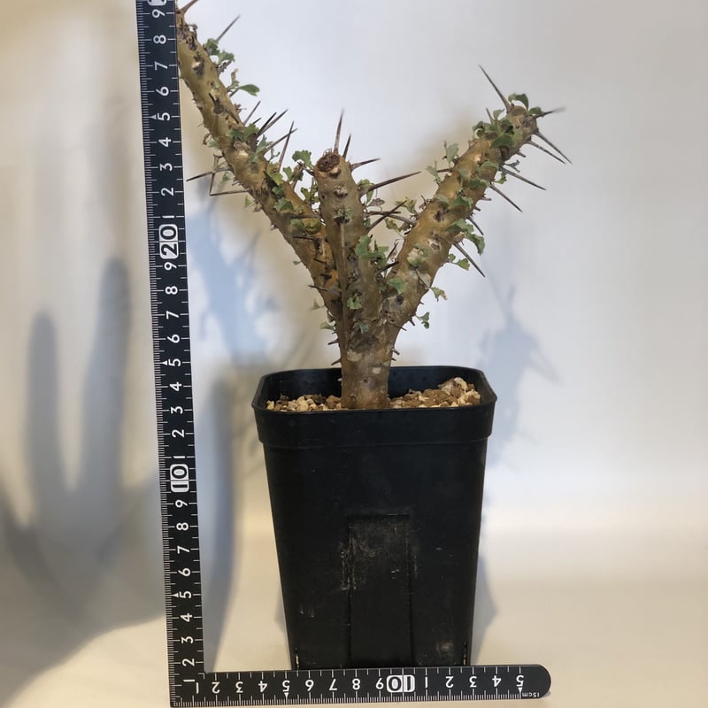 サルコカウロン クラシカウレ | GREEN LUCK