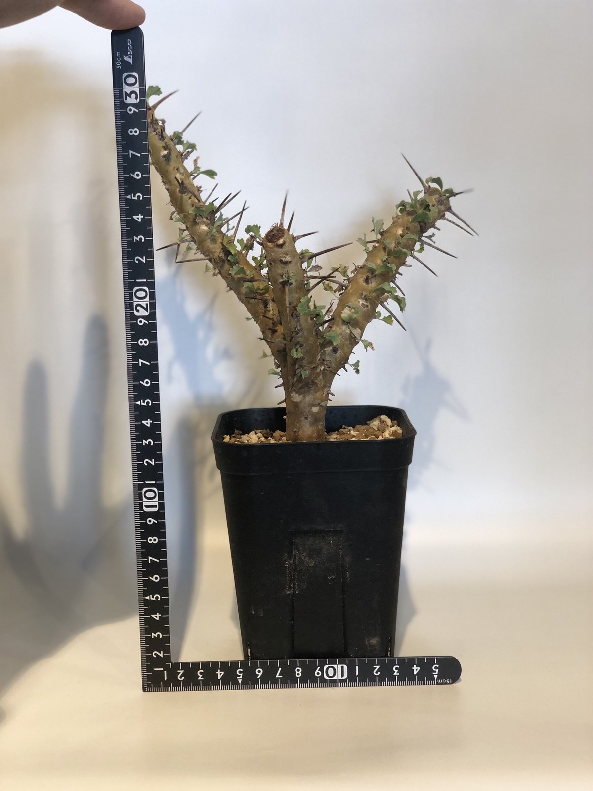 美形　特大　選抜　サルコカウロン　クラシカウレ　塊根　コーデックス 美形 特大 選抜 サルコカウロン クラシカウレ 塊根 コーデックス