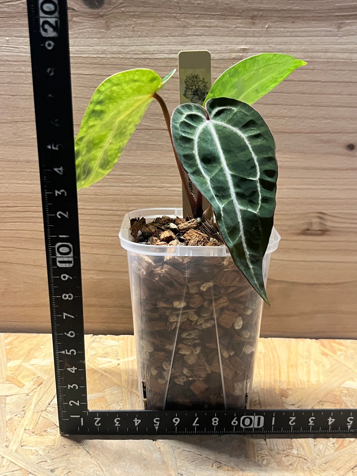 アンスリウム パンプキンスパイス×レッドクリスタル | GREEN LUCK