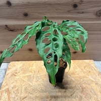 フィロデンドロン グロリオーサム ゼブラ | GREEN LUCK