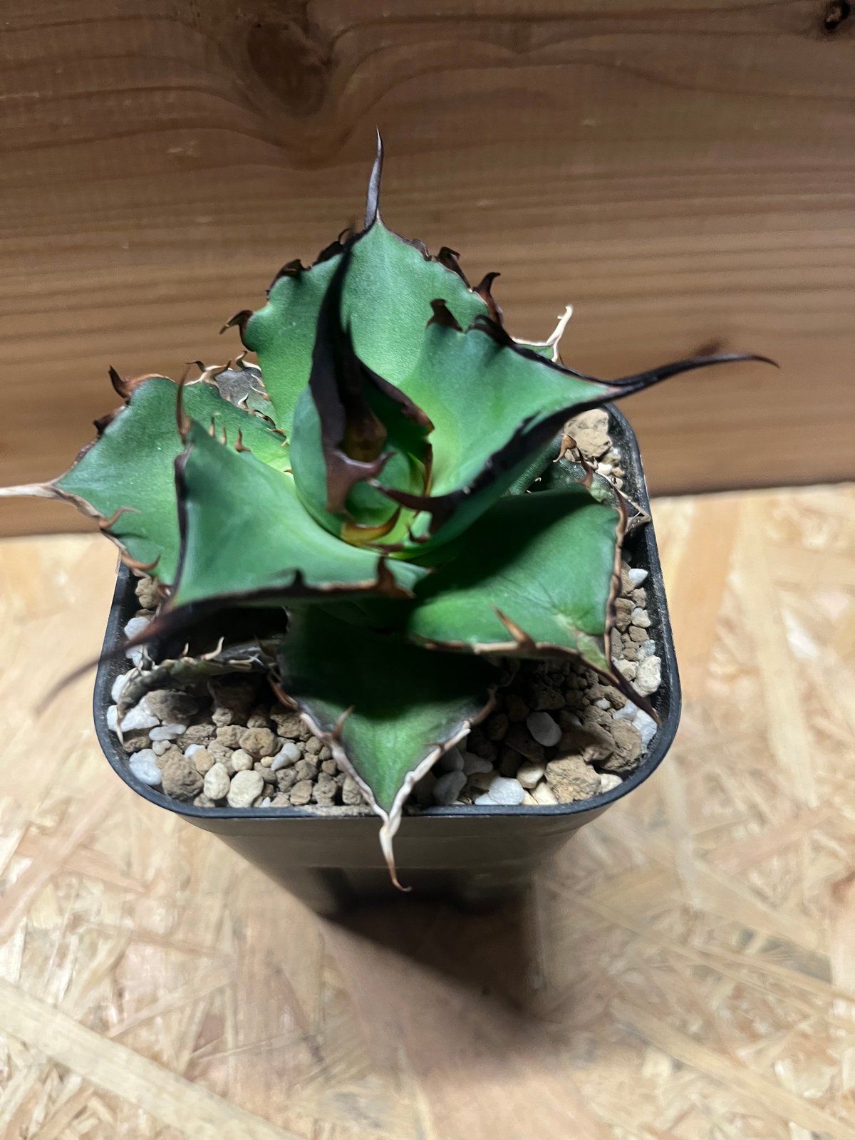 アガベ チタノタ ハデス 黒帝斯 恐龍牙歯 | GREEN LUCK