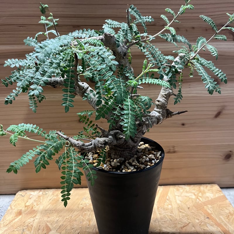 ボスウェリア ネグレクタ | GREEN LUCK