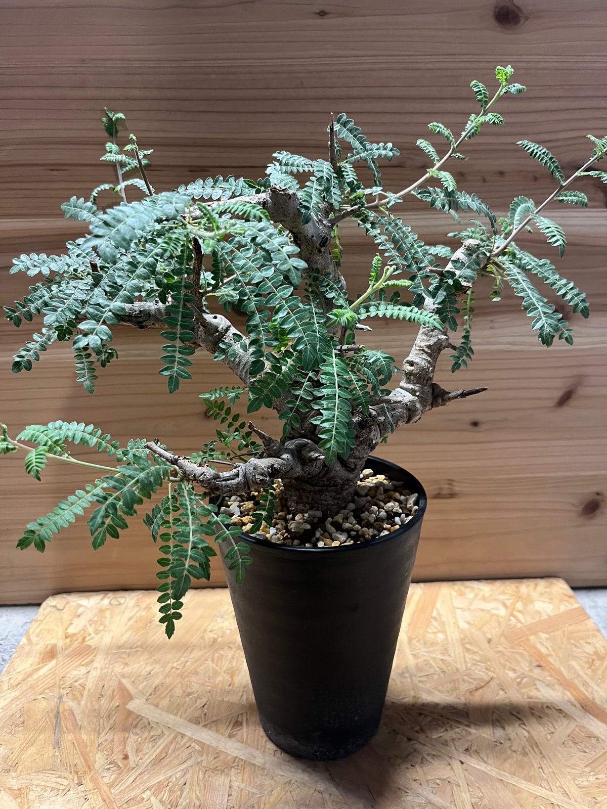 ボスウェリア ネグレクタ | GREEN LUCK