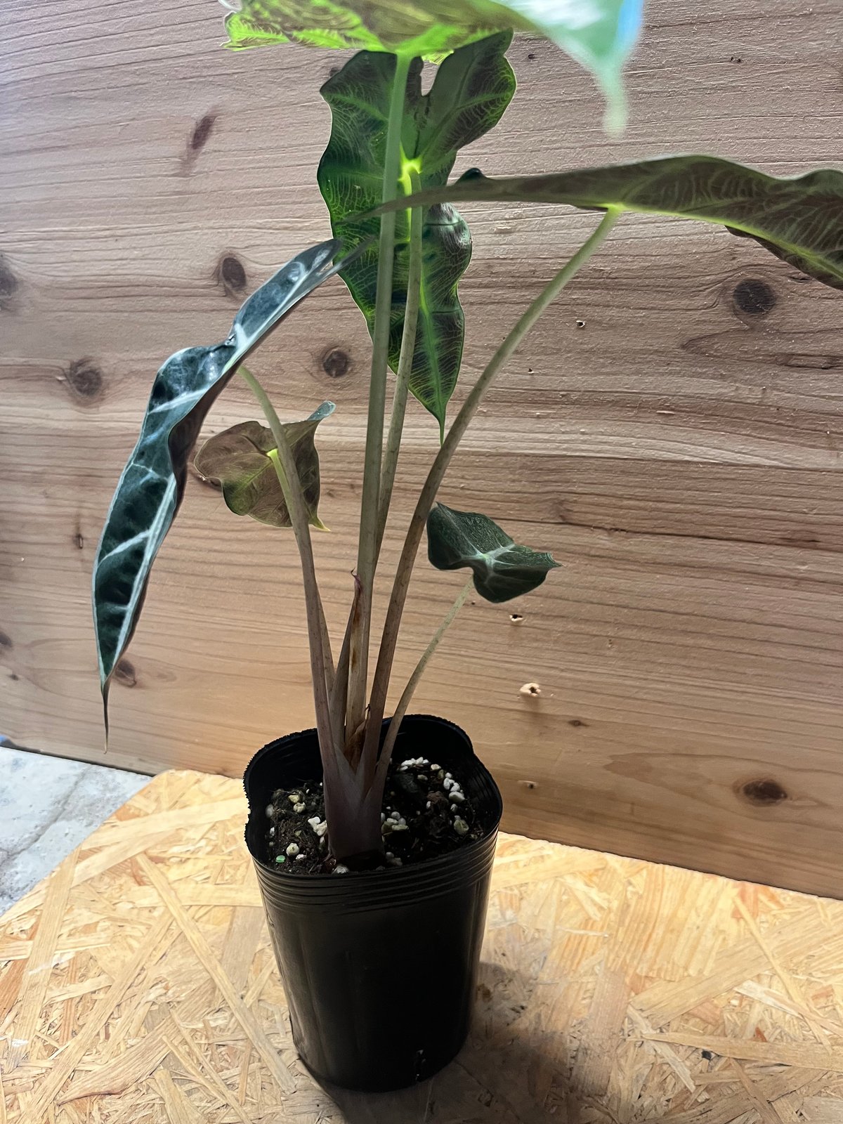 アロカシア　シンポ　バリエガータ アロカシア シンポ バリエガータ