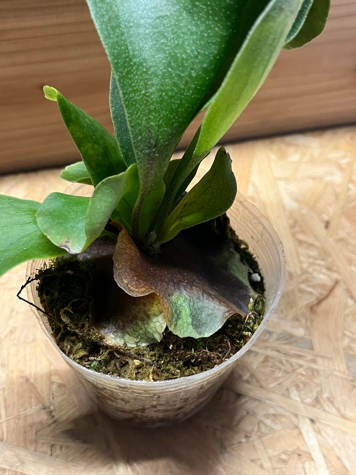 willinckii cv predator pup ビカクシダ(P. willinckii cv willinckii cv predator pup ビカクシダ(P. willinckii cv