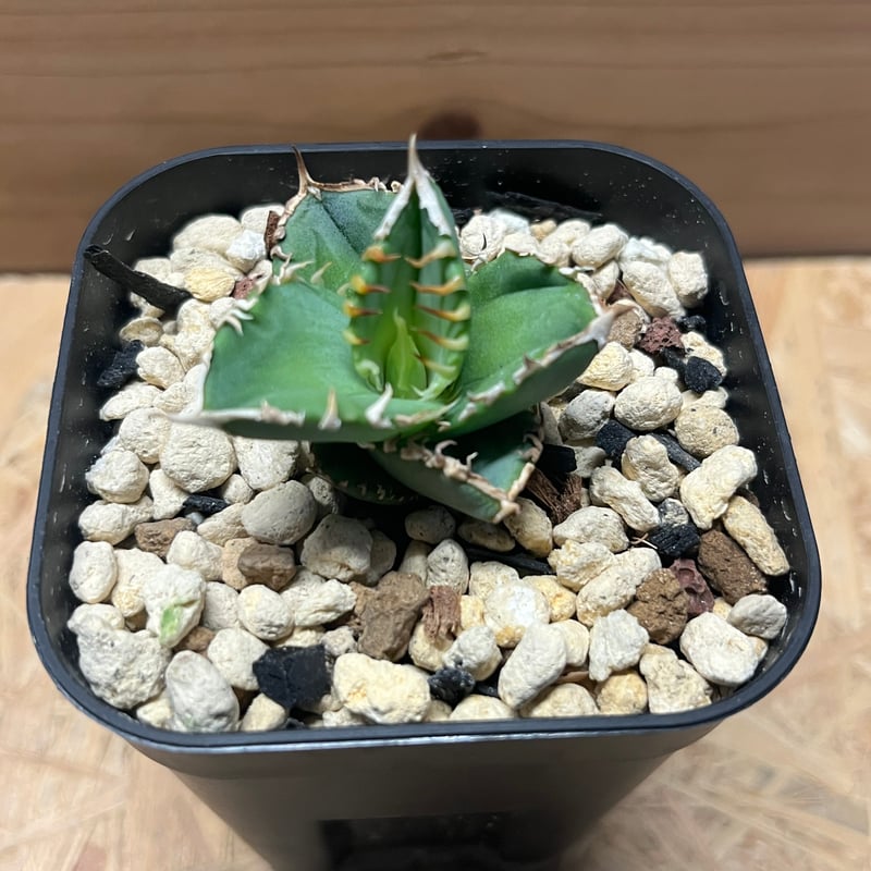 アガベ チタノタ 白毫刺 | GREEN LUCK