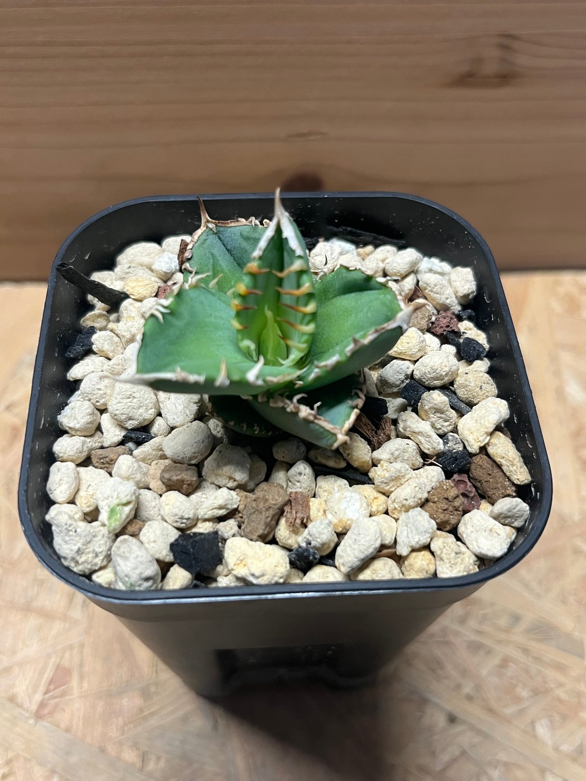 アガベ 白毫刺　OC アガベ 白毫刺 OC 白毫刺 20250913 001 | Kenmay