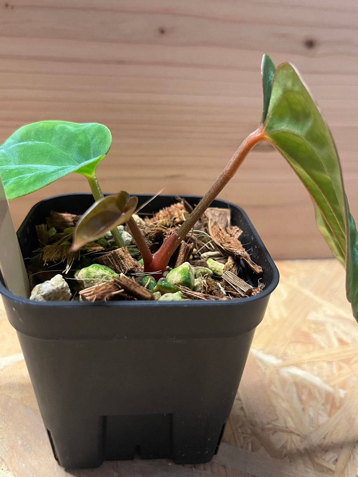 アンスリウム　ドレスレリ　ダーク Anthurium dressleri - Etsy 日本