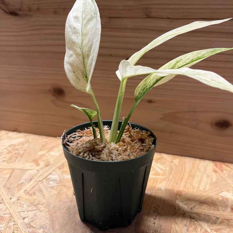 ★sale★モンステラオーレア　ビカクシダ　ラックベゴニア オーレア・モンステラ( Monstera Borsigiana Yellow Variegata 