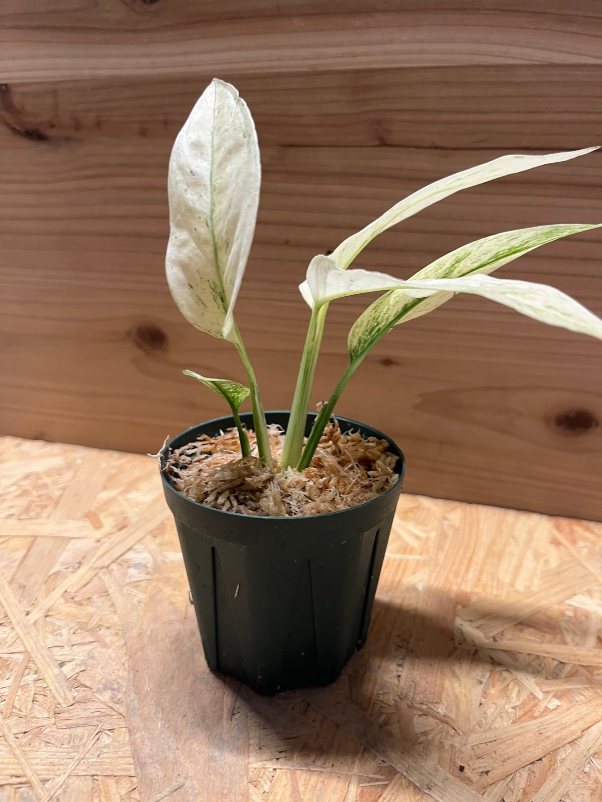 モンステラ アダンソニー var. ラニアタ 斑入り | GREEN LUCK